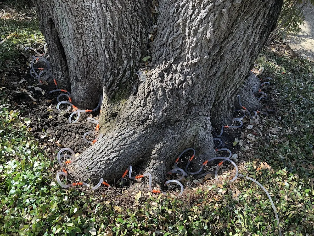 Detailed Tree Cabling and Bracing job site in Oak City