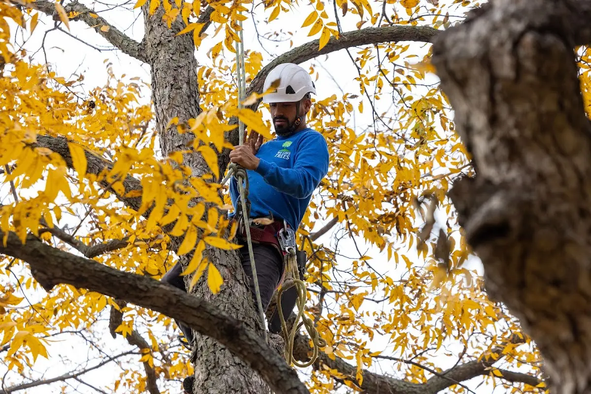 Skilled Tree Planing crew working in Oak City